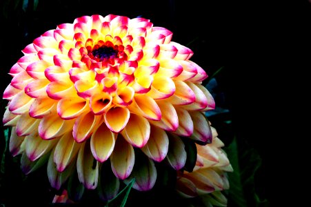 Oreti Dandy Dahlia.