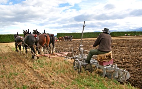 Horse Ploughing show.