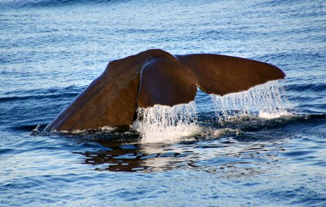 Sperm Whale . photo