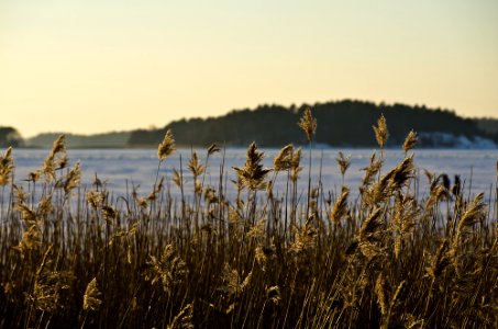 Reeds in Sunshine