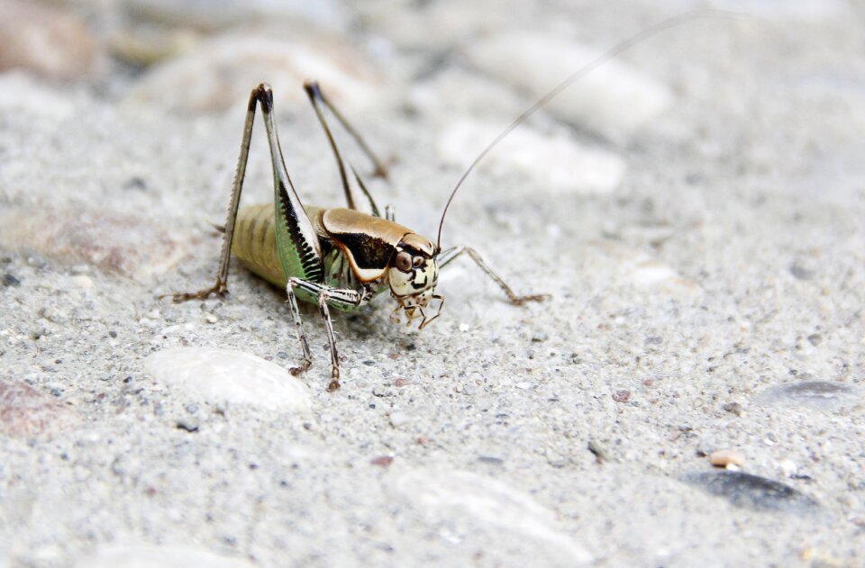 Grille grasshopper insect