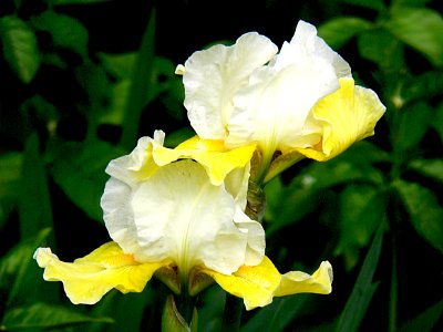 The Iris.
