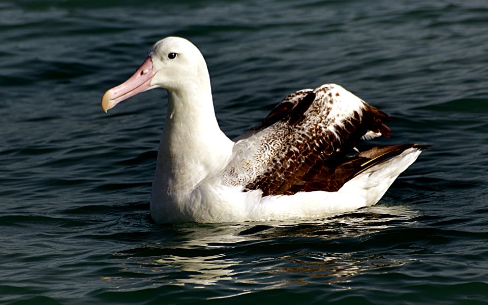 Wandering Albatross photo