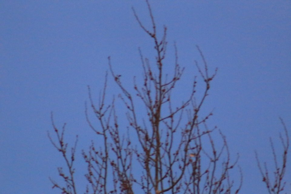 IMG 4250
