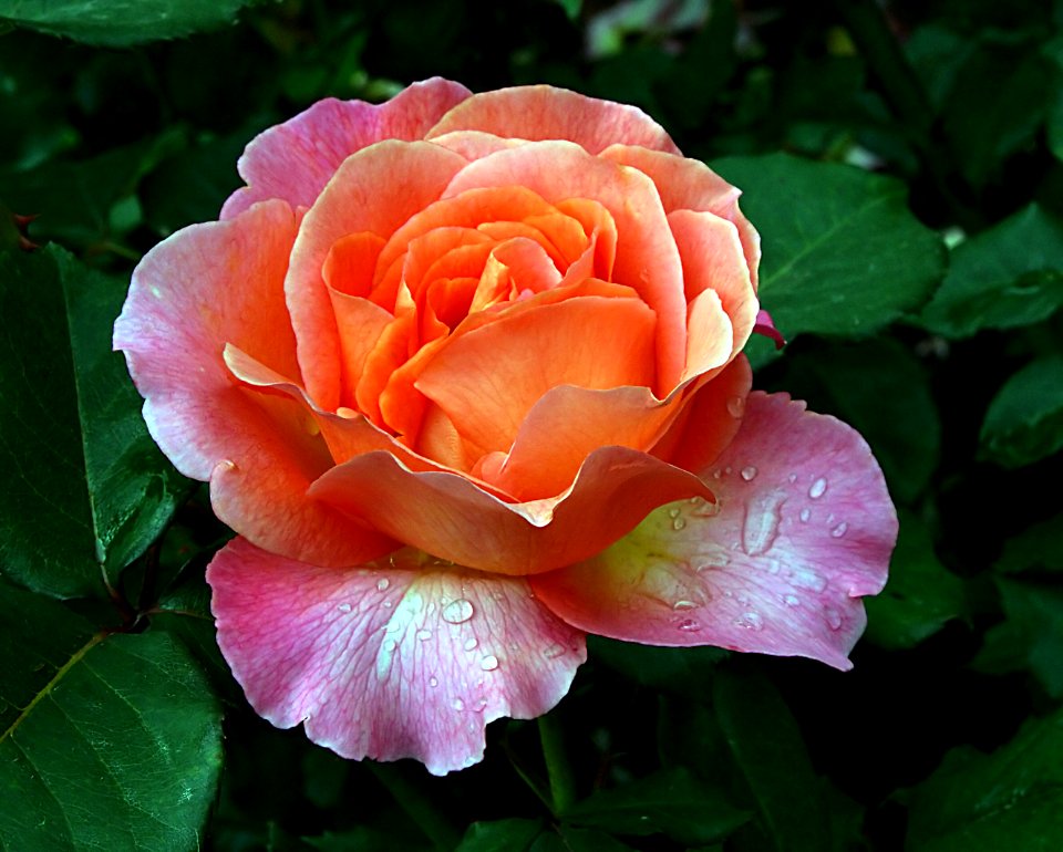 Typhoon. Rose.
