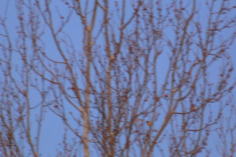 IMG 4252