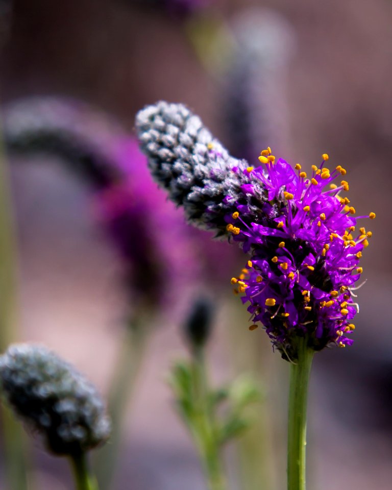 3rd Place in the Wild Wanderings Category
