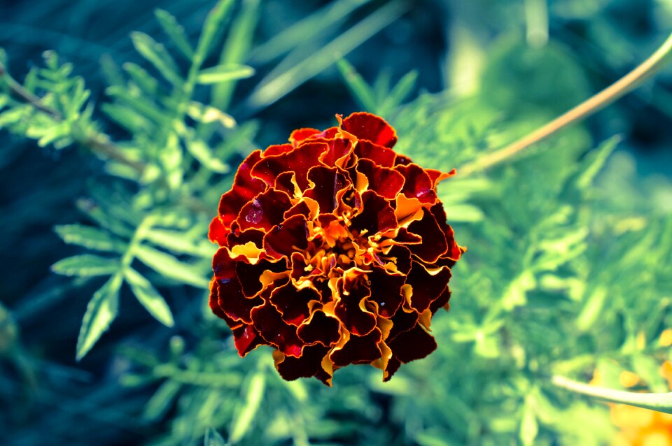 Nature plant garden