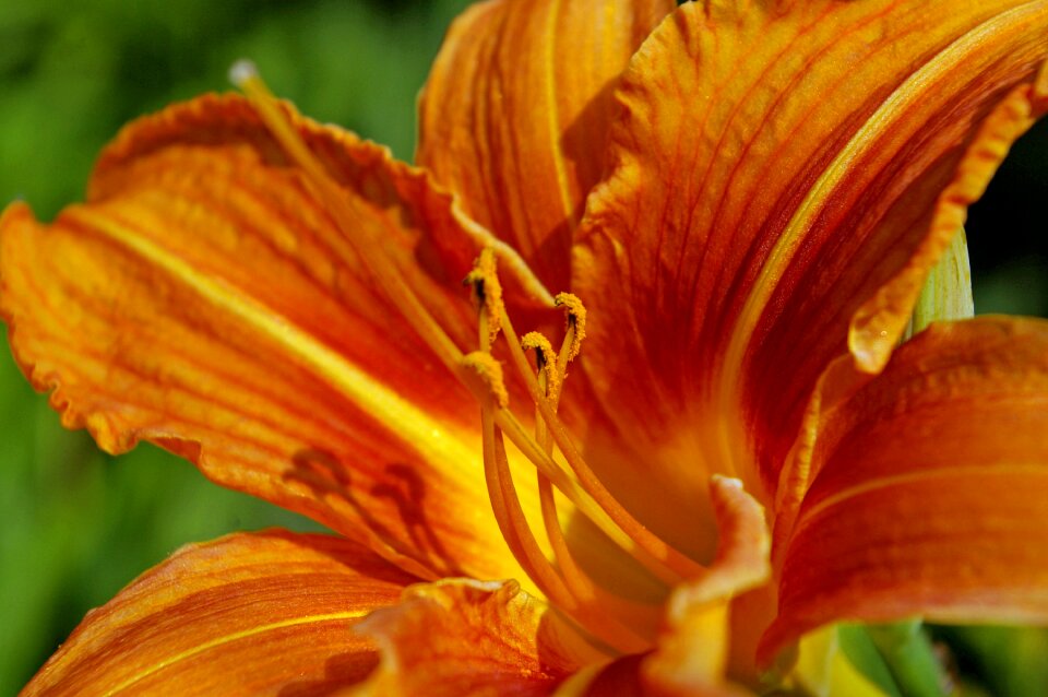 Blossom bloom close up