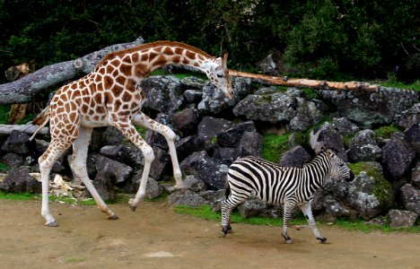 Giraffe and Zebra. photo