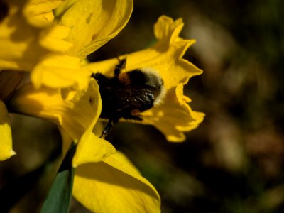 Bumblebee at Work