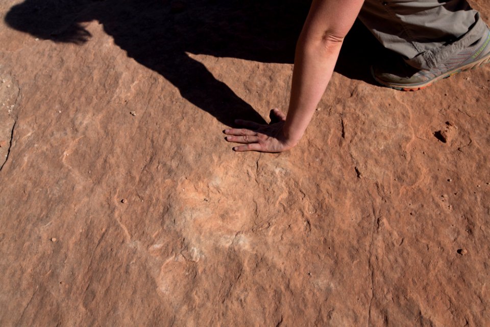 Close-up of dinosaur footprints at Butler Wash