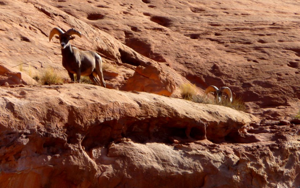 Mineral Canyon Desert Sheep