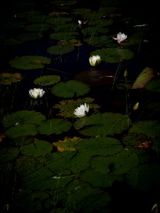 White Water Lilies