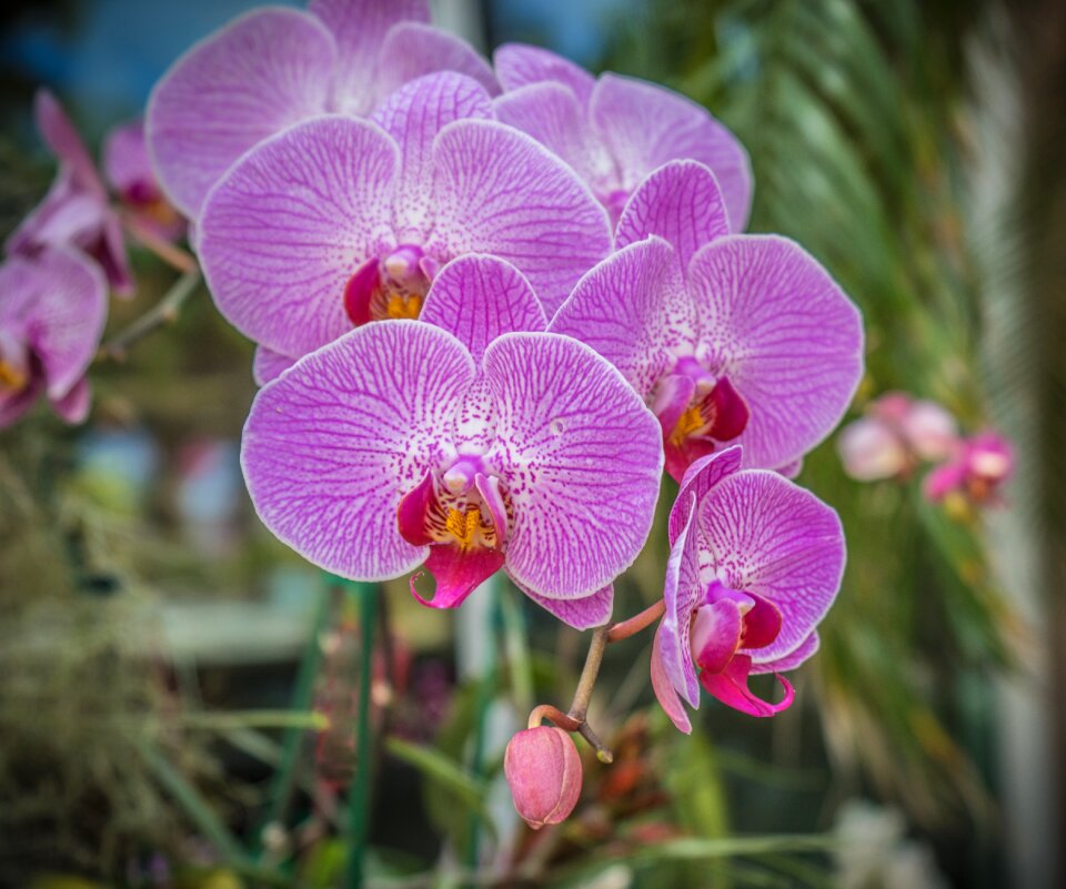 Striped blossom close up