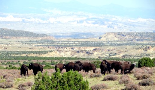 Henry Mountains Bison
