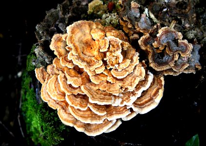 Bracket fungi (Clavaniaceae) photo