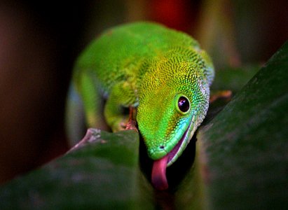 Madagascan Day Gecko (1) photo