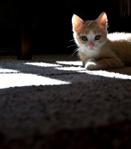 Elvis as a kitten photo