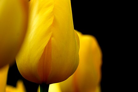 Yellow tulips. photo