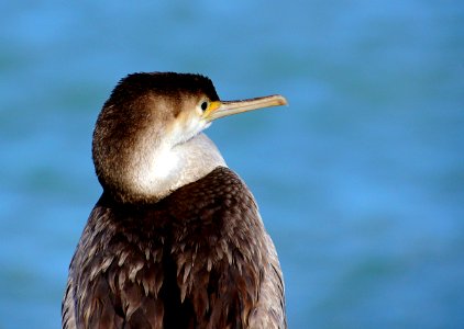 Spotted Shag. NZ photo