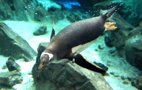 Gentoo Penguin. photo