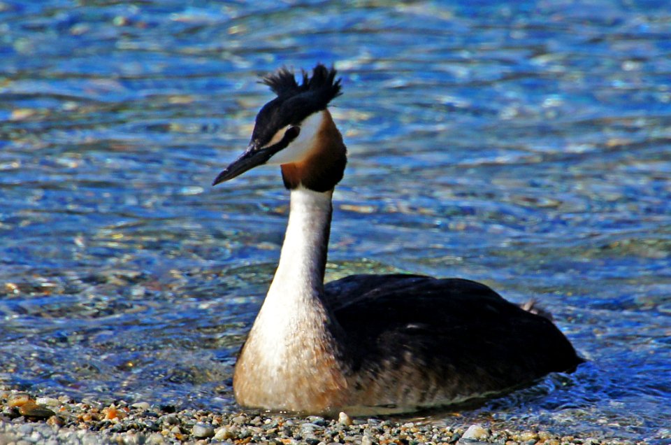 Australasian Grebe.