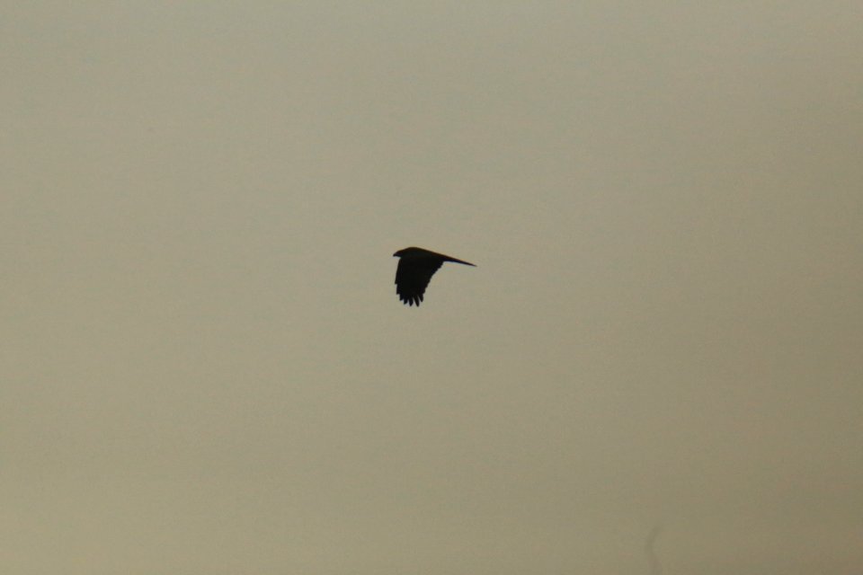 IMG 4368