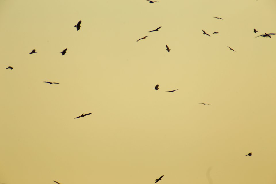 IMG 4088