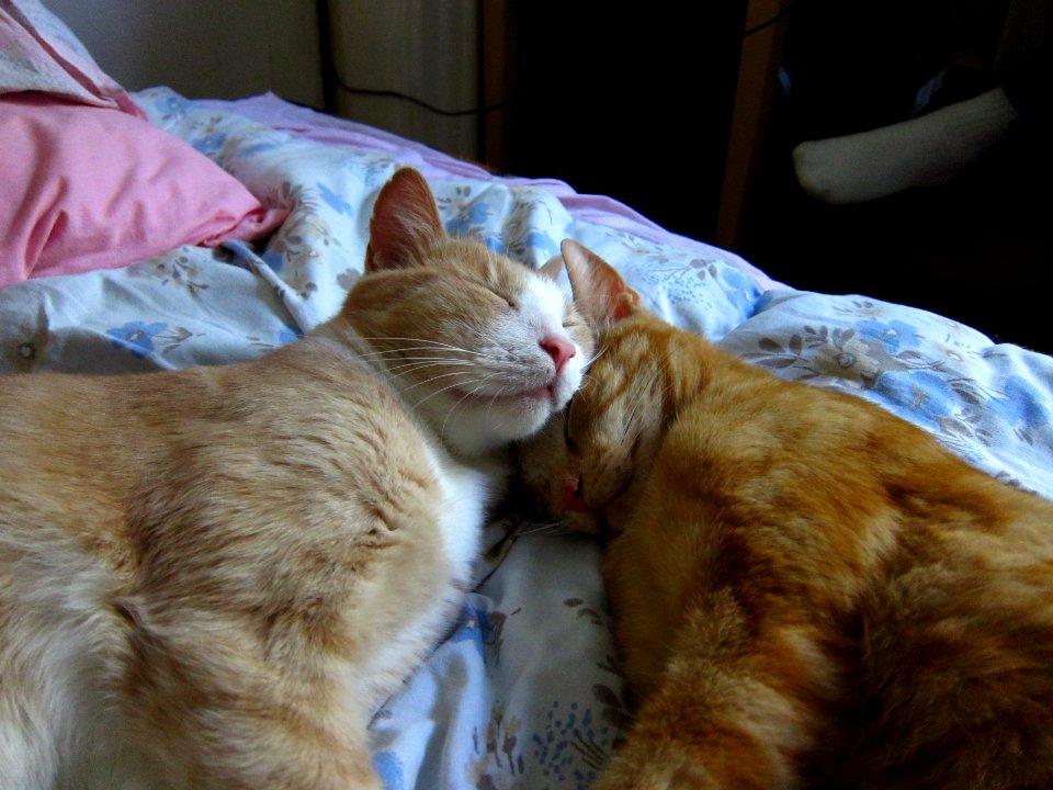 The best of friends