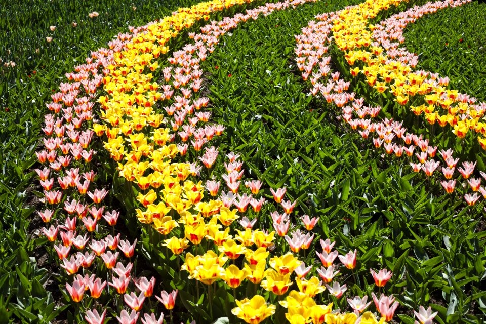 Nature summer spring