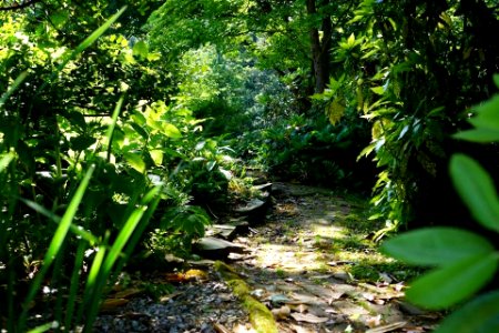 Green pathway photo