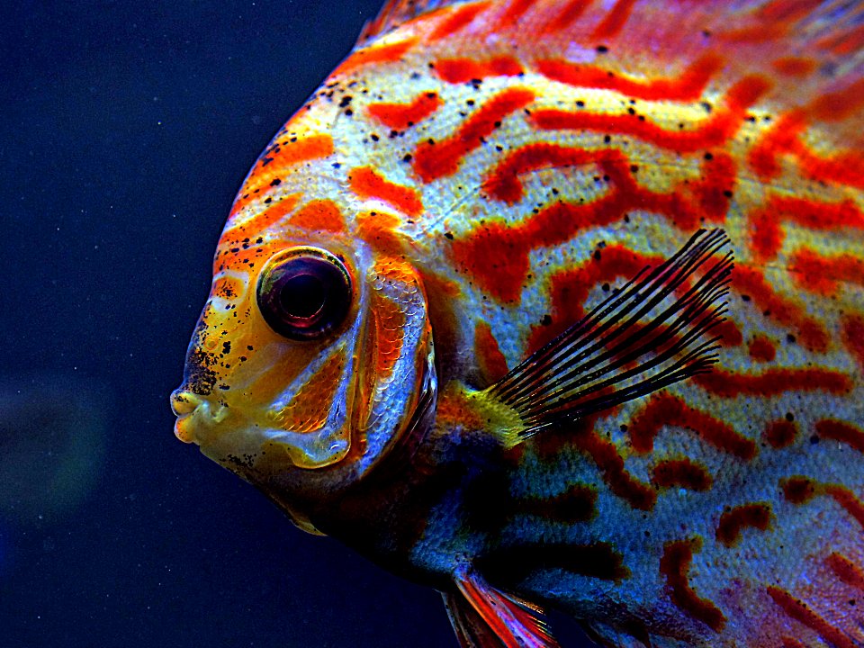 Discus fish photo