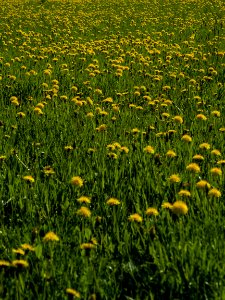 Dandelions photo