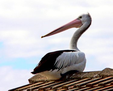 Pelican on the roof. photo