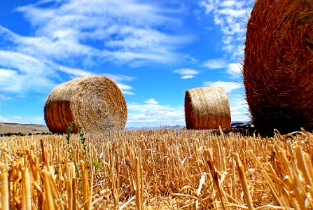 Haybales.