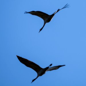 Cranes photo