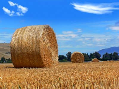 Round Haybales