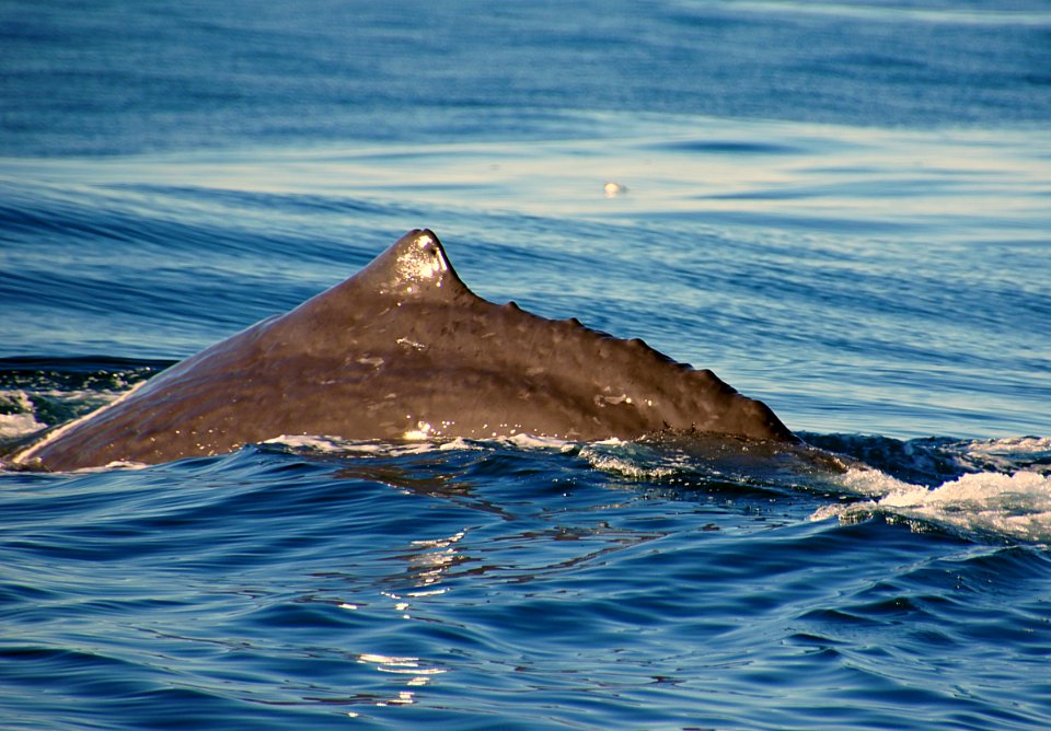 Sperm whale (Physeter macrocephalus)
