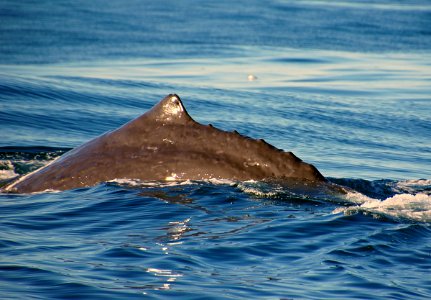 Sperm whale (Physeter macrocephalus) photo