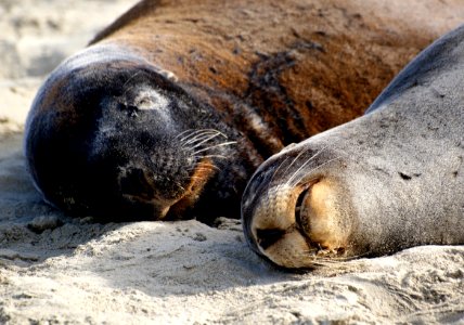 Hookers Sea Lion NZ photo