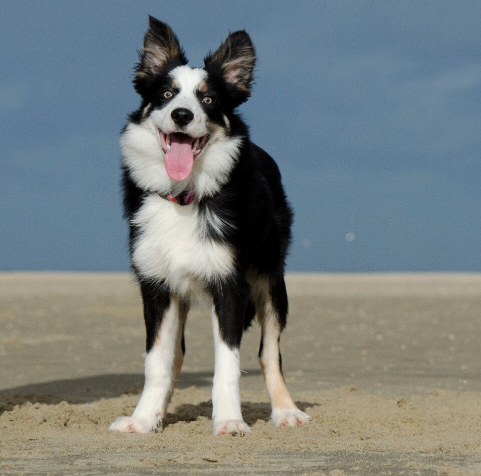 Windy young border collie three coloured photo