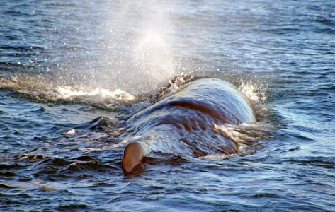 Sperm Whale. photo