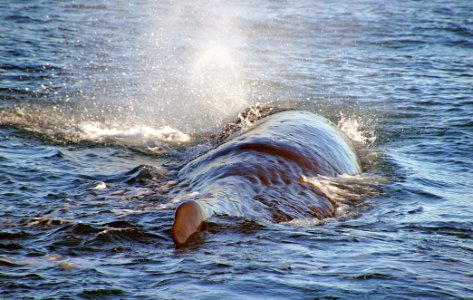 Sperm Whale.