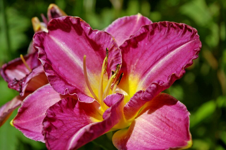 Plant blossom bloom