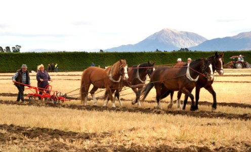 Horse Ploughing (5)