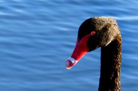 Black Swan.Lumix FZ200. photo