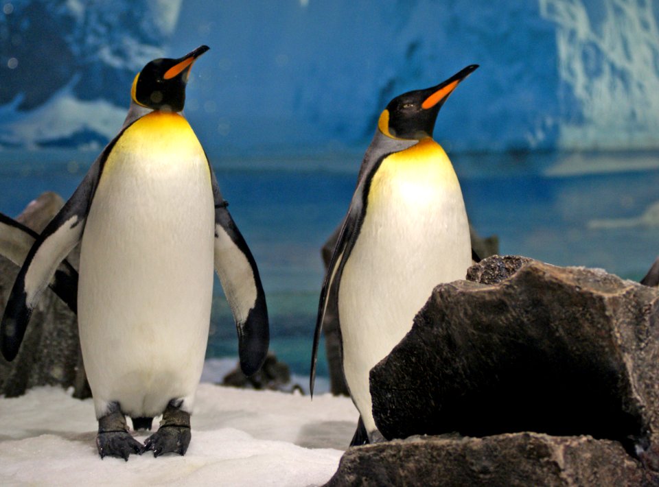 King Penguins (10) photo