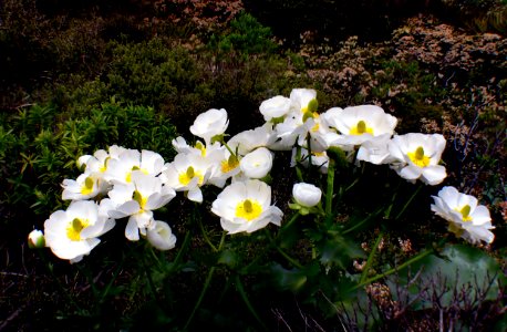 Mount Cook Lilies.(Ranunculus lyallii) photo