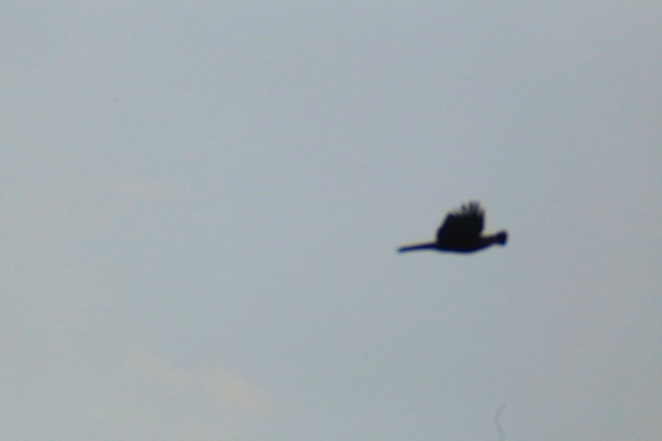 IMG 4346